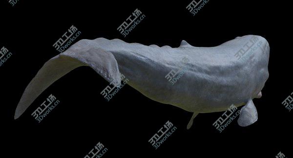 images/goods_img/20210312/Sperm Whale Male Rigged/3.jpg